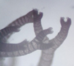 Ceramium deslongchampsii