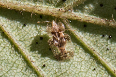 Corythucha pergandei