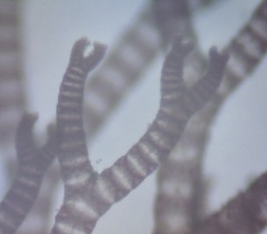 Ceramium deslongchampsii