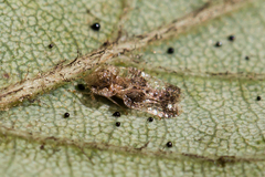 Corythucha pergandei