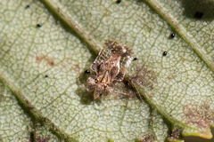 Corythucha pergandei