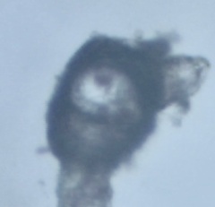 Ceramium deslongchampsii