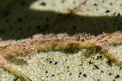 Corythucha pergandei