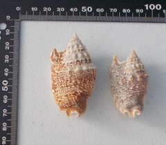 Euprotomus aurisdianae