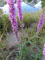 Lythrum salicaria