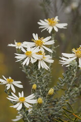 Olearia pimeleoides