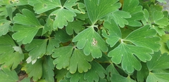 Aquilegia alpina