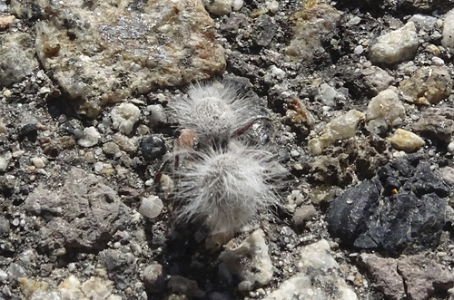 Dasymutilla pseudopappus photo 3