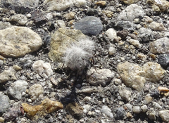 Dasymutilla pseudopappus