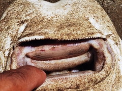 Rhinoptera brasiliensis
