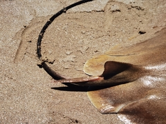 Rhinoptera brasiliensis