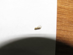 Trichocorixa reticulata