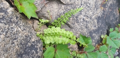 Asplenium incisum