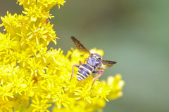 Nomada tiftonensis