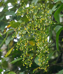 Epidendrum paniculatum