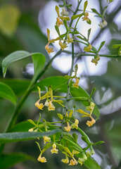 Epidendrum paniculatum