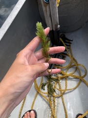 Ceratophyllaceae