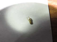 Trichocorixa reticulata