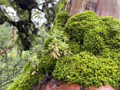 Peperomia leptophylla