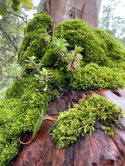 Peperomia leptophylla