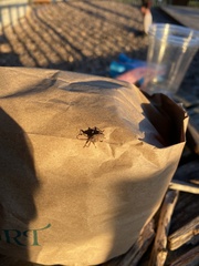 Curculio proboscideus