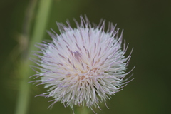 Cirsium mohavense