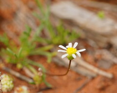 Brachyscome lineariloba