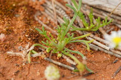 Brachyscome lineariloba