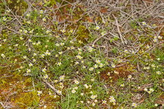 Brachyscome lineariloba