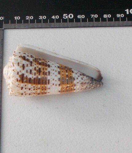 Conus imperialis observed 2022-08-19