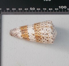 Conus imperialis