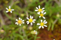 Brachyscome lineariloba