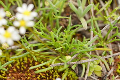 Brachyscome lineariloba