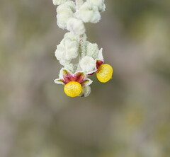 Chenopodium curvispicatum