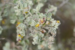Chenopodium curvispicatum
