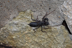 Mastigoproctus giganteus