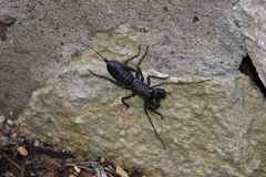 Mastigoproctus giganteus