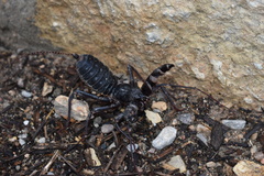 Mastigoproctus giganteus