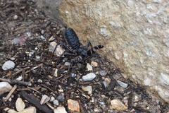 Mastigoproctus giganteus