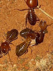 Syntermes molestus