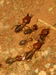 Syntermes molestus