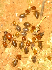 Syntermes molestus