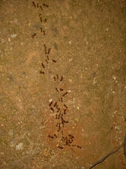 Syntermes molestus