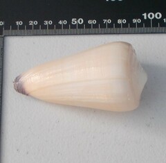 Conus virgo