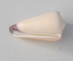 Conus virgo