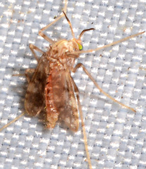 Psectrotanypus dyari