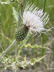 Cirsium tracyi