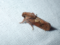 Acrolophus walsinghami