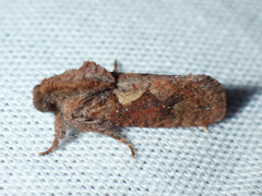 Acrolophus walsinghami