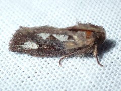 Acrolophus walsinghami